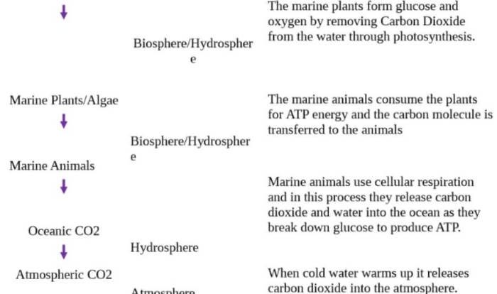 Gizmos student exploration carbon cycle