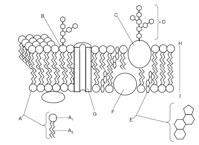 Cell membrane coloring worksheet answers pdf