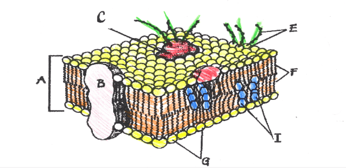 Cell membrane coloring worksheet answers pdf