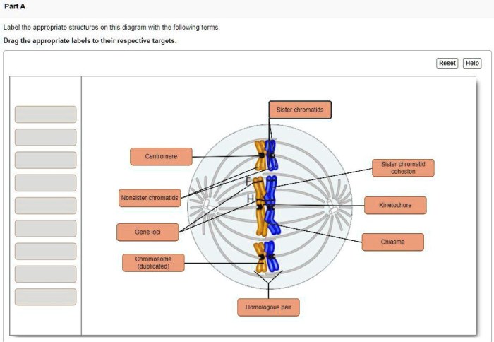 Prokaryotic appropriate