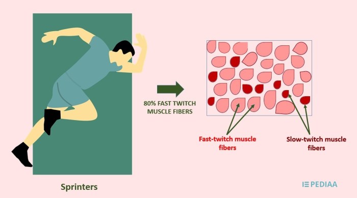 Data analysis fast v slow twitch fibers worksheet answers