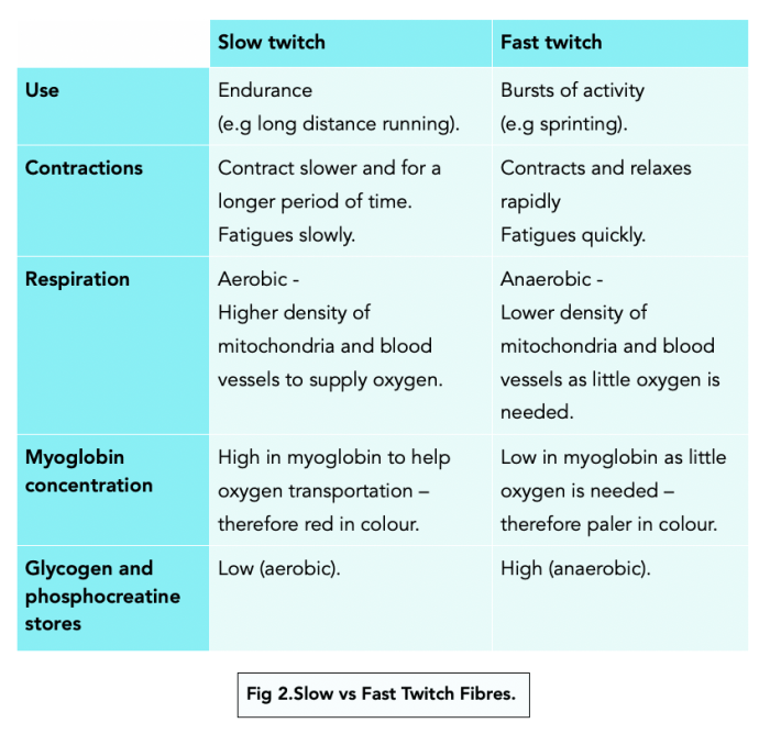 Twitch slow fast muscle fibers osmosis