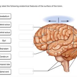 Anatomical correctly vertebra answers