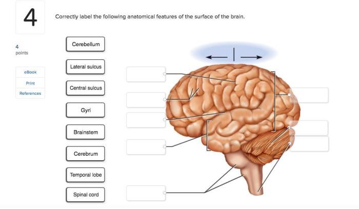 Anatomical correctly vertebra answers