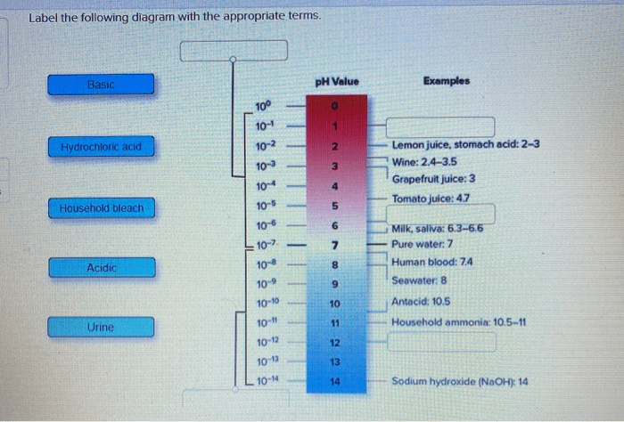 Label the following diagram with the appropriate terms