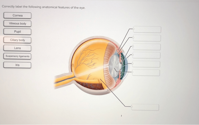 Correctly label the following anatomical features of the eye