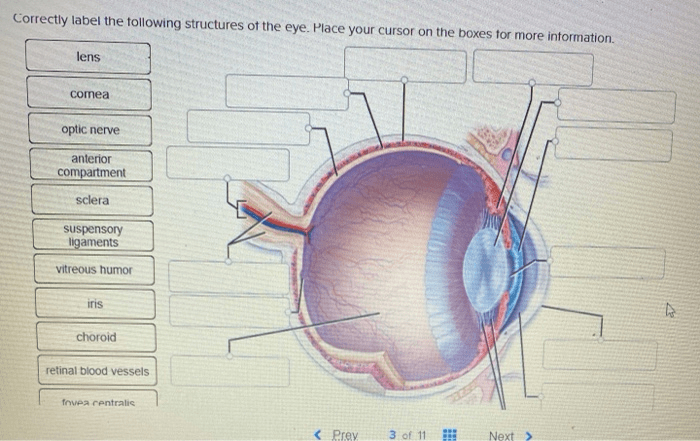 Correctly label the following anatomical features of the eye