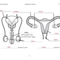 Female reproductive system worksheet answer key