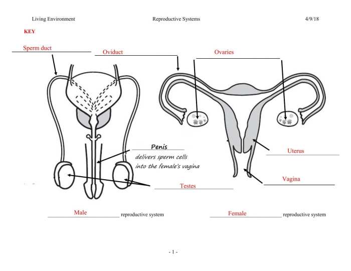 Female reproductive system worksheet answer key