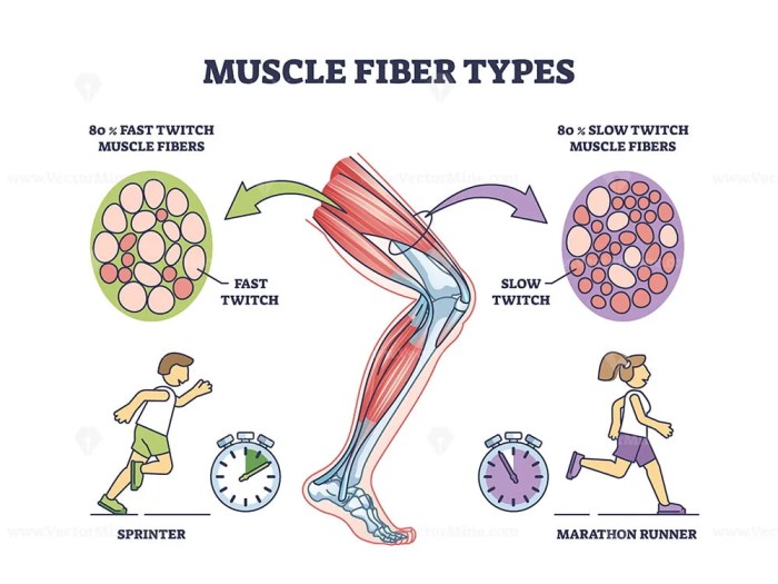 Muscle type fibers twitch slow fast vs mcat